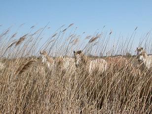 Paysage de Camargue avec des chevaux