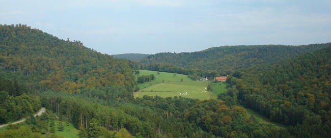 Vue depuis le sommet du Chateau sur la forêt